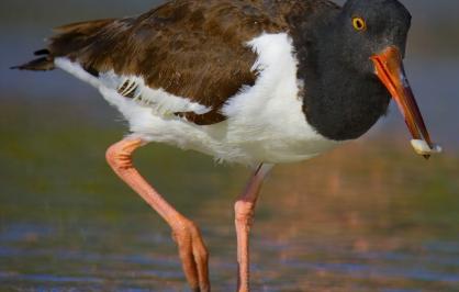 American oystercatcher