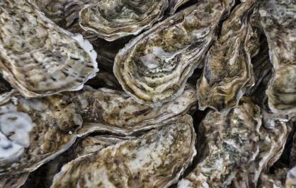 Oysters