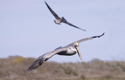 Brown pelicans