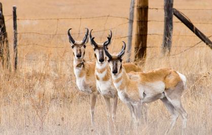 Pronghorn 