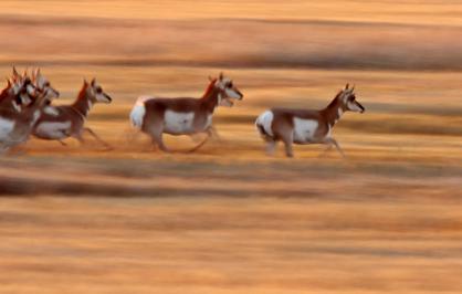 Pronghorn running