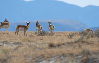 Pronghorn