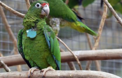 Puerto Rican parrot