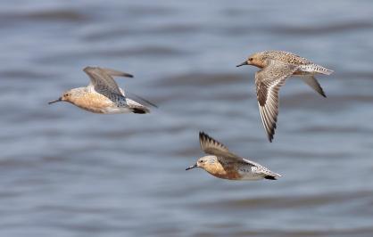 Red knots in flight