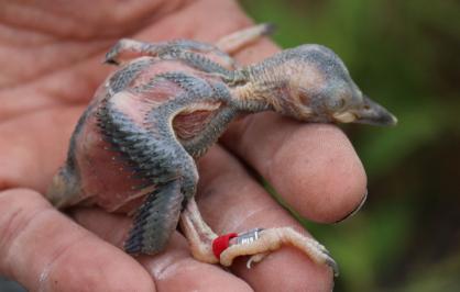 ​Red-cockaded woodpecker chick