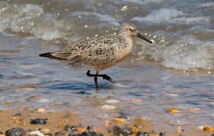 Red knot, Delaware Bay