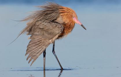 Reddish egret