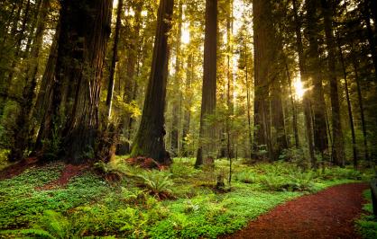 Redwood forest