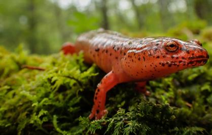 ​Red salamander