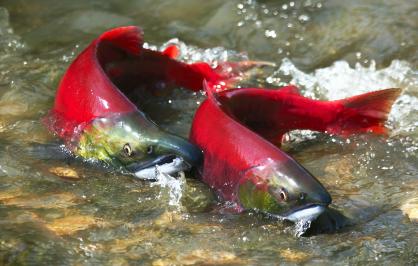 Sockeye salmon