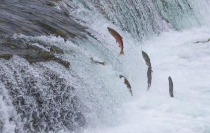 Sockeye salmon, Alaska