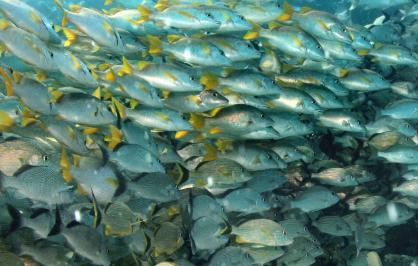 School of fish swimming