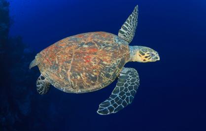 A hawksbill sea turtle swimming in the Gulf of Mexico
