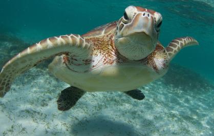 Green sea turtle swimming underwater