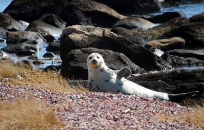 Harp seal, Long Island Sound