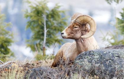 Bighorn sheep