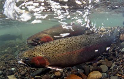 steelhead trout