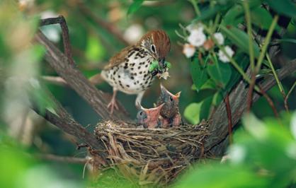 Wood thrush