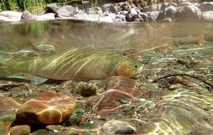 Cutthroat trout