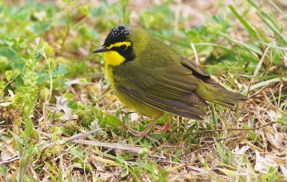 Kentucky warbler