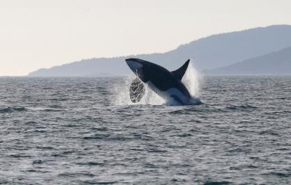 Southern Resident killer whale