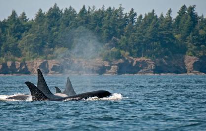 Southern Resident killer whales