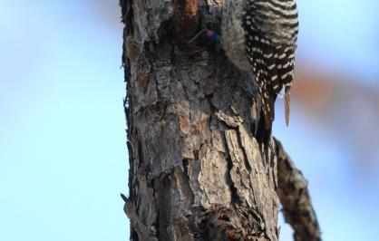 Red-cockaded woodpecker