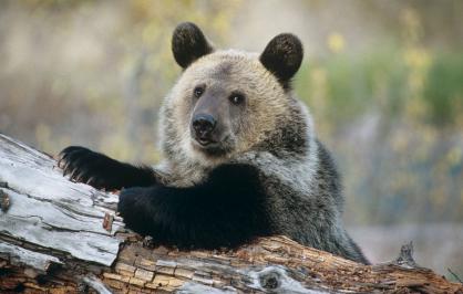 Young grizzly bear in Montana