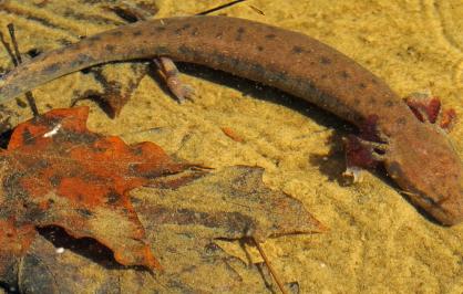 Black Warrior waterdog