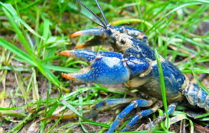 Conasauga Blue Burrower crayfish