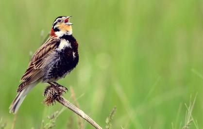 Chestnut-collared longspur