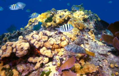 A coral reef in Florida