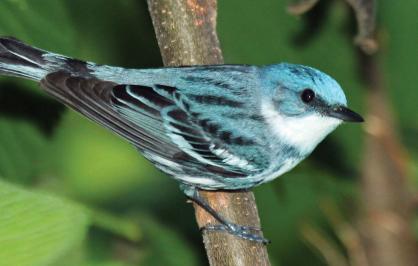 Cerulean warbler