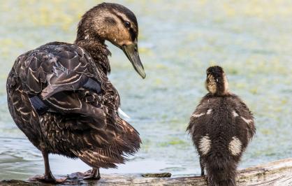 American black duck