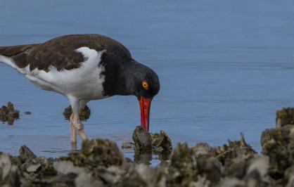 American oystercatcher