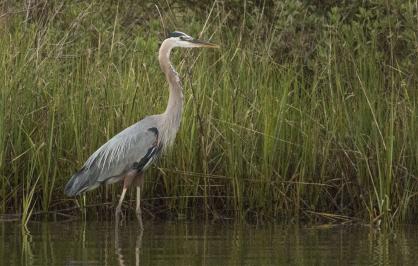 Great blue heron