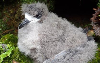 Hawaiian petrel chick