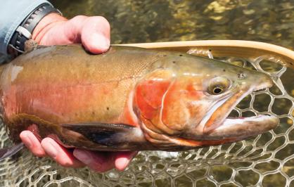 Lahontan cutthroat trout