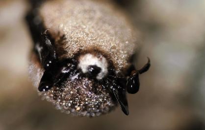 Little brown bat with white-nose syndrome