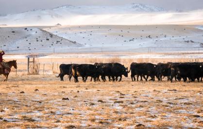 Rancher with cattle in Absaroka Mountains