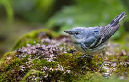 Cerulean warbler