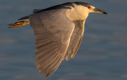 a black crowned night heron flying over water