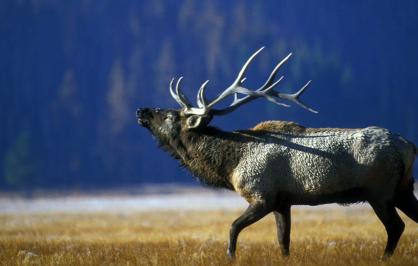 Bull elk bulging