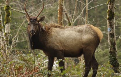 A Bull elk in the forest in Oregon