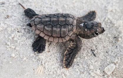 A loggerhead sea turtle hatchling on the beach