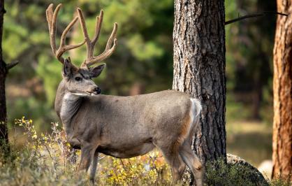 Mule deer in Colorado