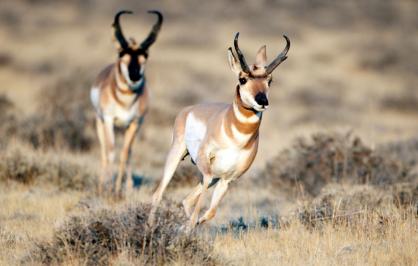 Pronghorn in Wyoming