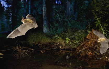 two bats flying in a forest