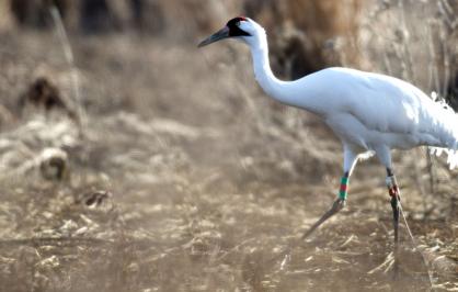 Whooping crane