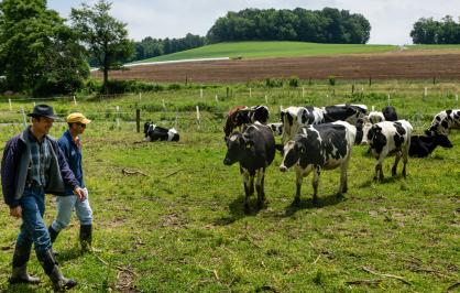 Two men walking in a farm field near several black and white cows